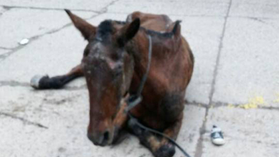 Rescataron a Guaycurú, otro caballo víctima de maltrato y desidia