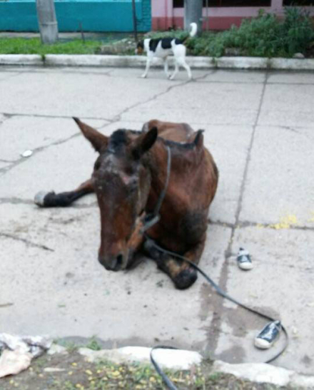caballo 1.jpg