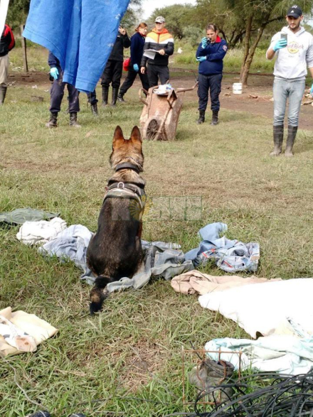 perros K9.jpg