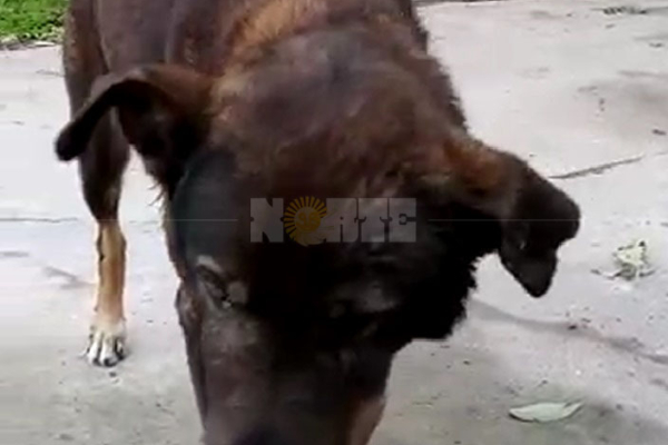 El perro atacado por un Rottweiler se llama Toby y se recupera favorablemente