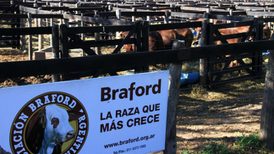 Con 540 animales inscriptos, lo mejor de la raza Braford se concentra en Corrientes