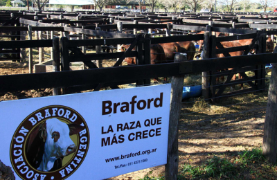 Con 540 animales inscriptos, lo mejor de la raza Braford se concentra en Corrientes