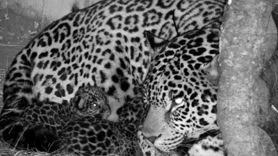 Nacieron dos cachorros de yaguareté en los Esteros del Iberá