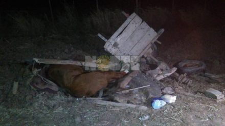 zorrita accidente.jpg