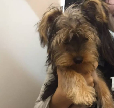 Perrita perdida.jpg copy
