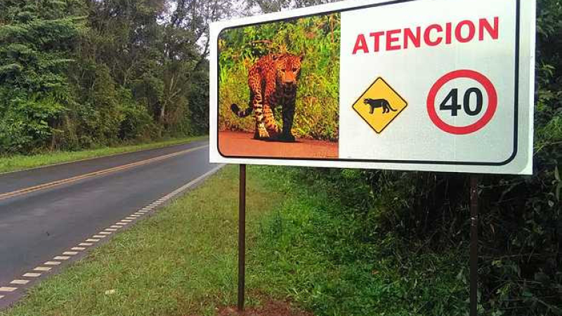 Prevención de atropellamiento de fauna en Iguazú