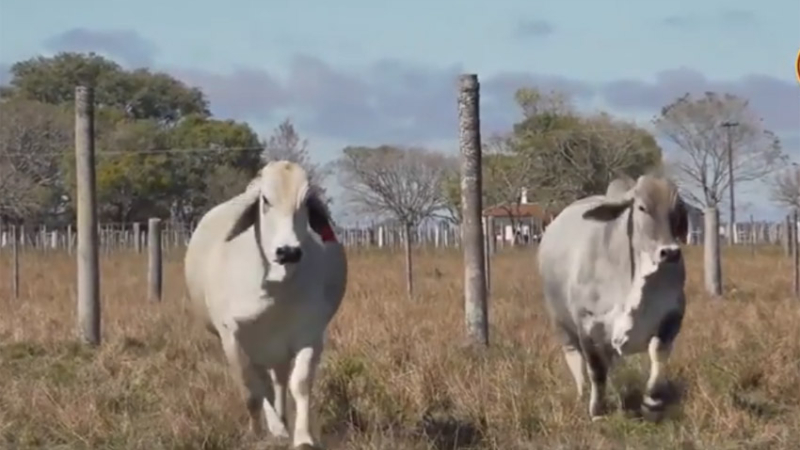 En la Nacional Brahman las mejores hembras son de Caá Cupé
