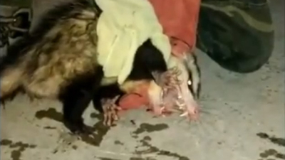 La Fundación Refugio Salvaje rescató una comadreja en plena zona urbana
