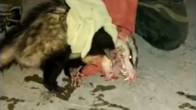La Fundación Refugio Salvaje rescató una comadreja en plena zona urbana