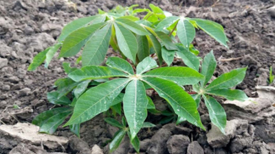 Mandioca: estudian enfermedad que provoca pérdidas en rindes