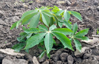 Mandioca: estudian enfermedad que provoca pérdidas en rindes