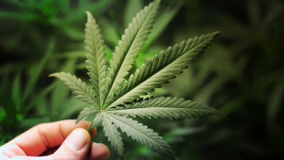 Ante la caída en el consumo de cigarrillos, se lanza Marlboro al mercado de la marihuana legal