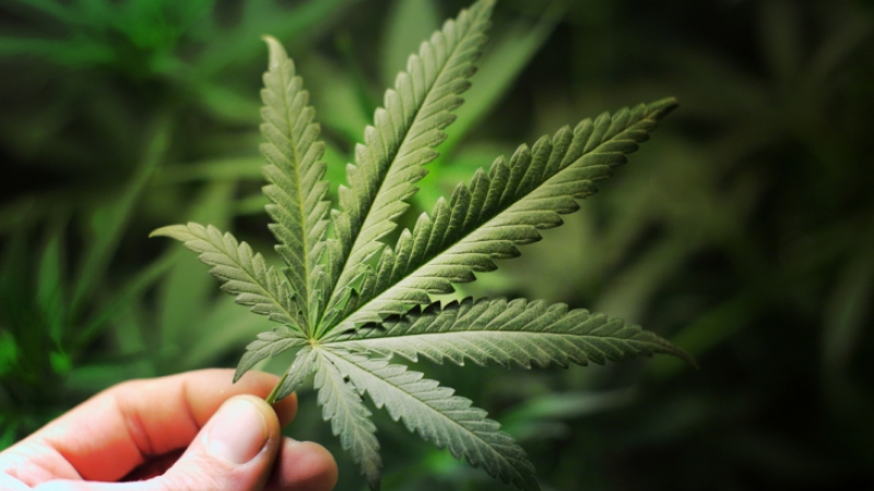 Ante la caída en el consumo de cigarrillos, se lanza Marlboro al mercado de la marihuana legal
