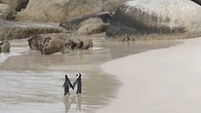 Viral: Una pareja de pingüinos es captada paseando agarrados de sus ‘manos’ en Sudáfrica