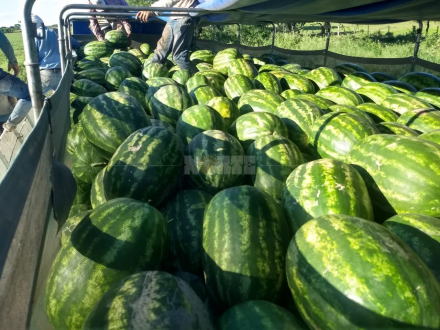 53-COSECHA SANDIA3.JPG