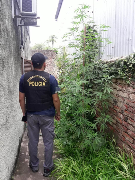 58marihuana 3.jpeg