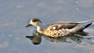 Con las manos en el pato: incautaron 152 patos crestones en Venados Grandes