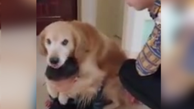 ¡No te metas con mi humano! Perro protege a niño del regaño de su papá