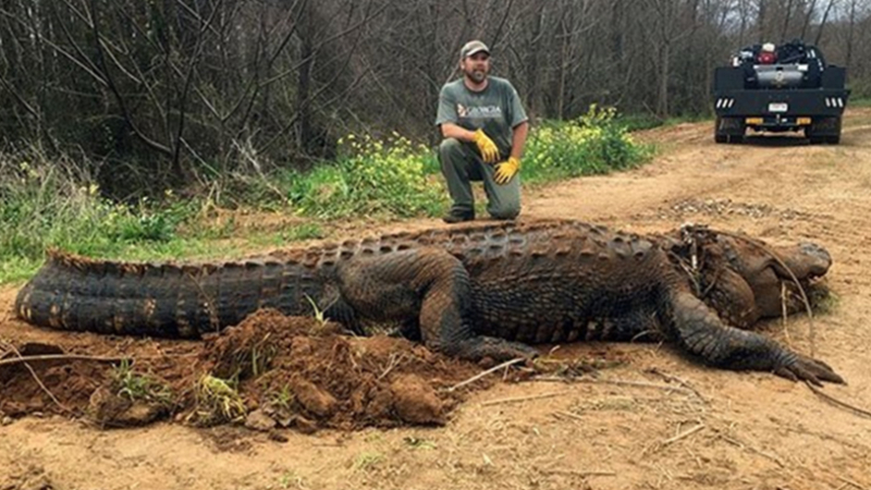 Hallan un caimán gigante de más de 300 kilógramos en EE.UU.