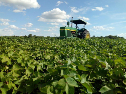 TRACTOR-EN-ALGODON.jpg
