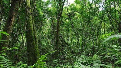 Un aporte científico para la preservación de especies selváticas