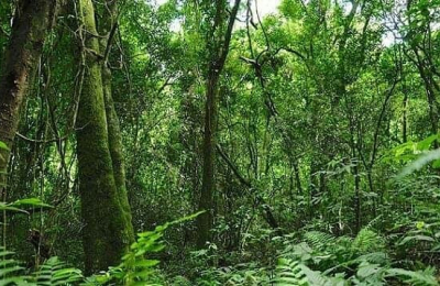 Un aporte científico para la preservación de especies selváticas