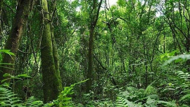 Un aporte científico para la preservación de especies selváticas