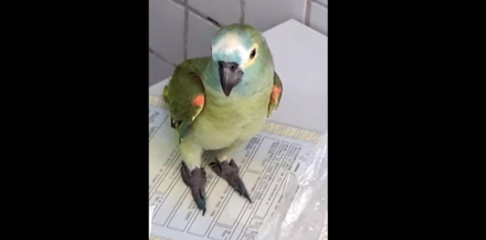 loro.jpg
