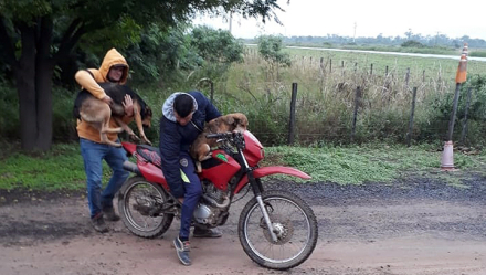Perros custodios.jpg
