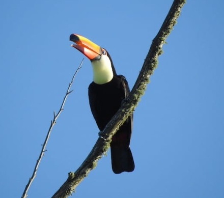 tucan.png
