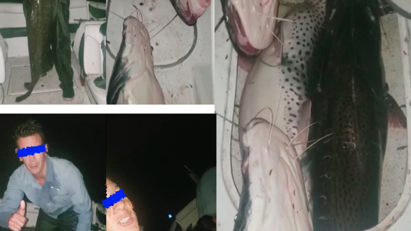 Repudio contra dos pescadores chaqueños por la captura de cuatro surubies megareproductores