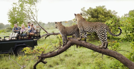 leopardo.jpg
