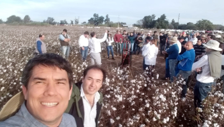 muestra algodon semilla nueva.jpg