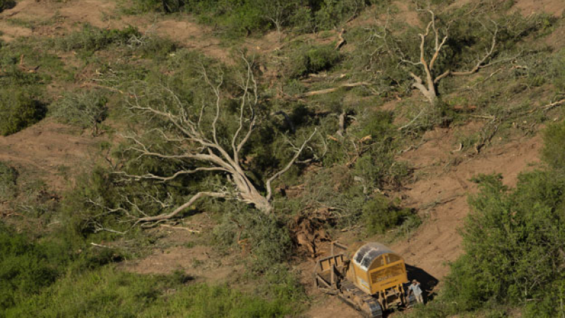 Somos Monte se mete de lleno en la lucha judicial por los bosques nativos