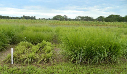 ECOTIPO-PREFERENCIA272.jpg