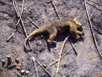 amazonas4.jpg