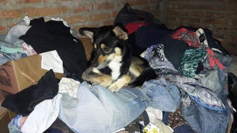 Feria de garage a beneficio de Huellas Caninas