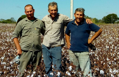 Omar Farana: “El algodón sigue remando contra viento y marea”