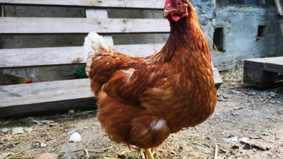 ? Son veganos, fundaron un santuario animal pero no juntan gallos con gallinas "para que no las violen"