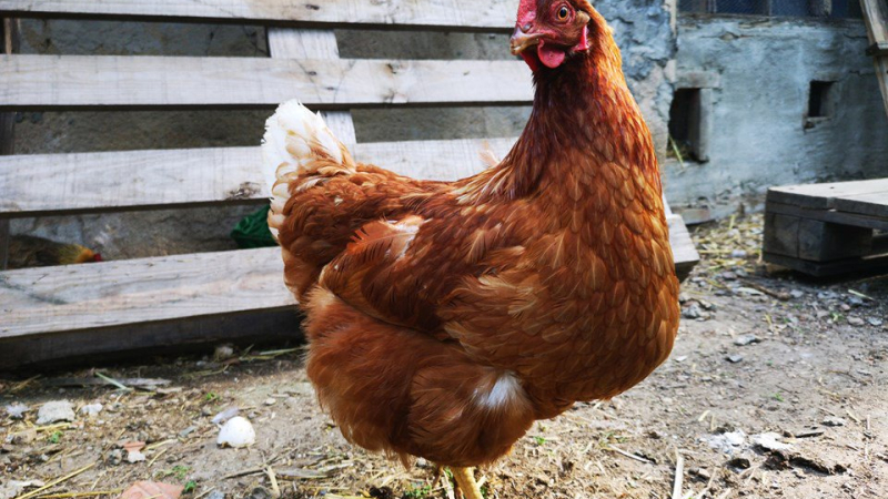 ? Son veganos, fundaron un santuario animal pero no juntan gallos con gallinas "para que no las violen"