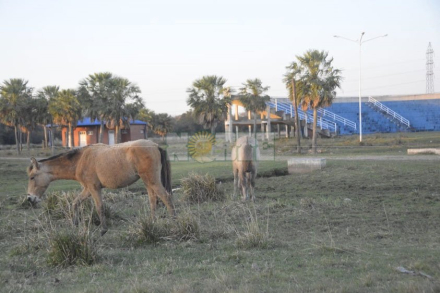 caraguata.jpg
