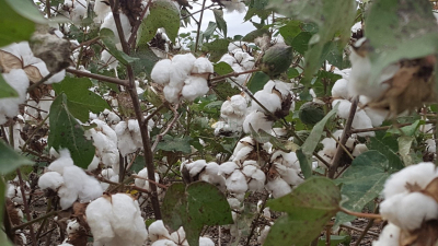 Jornada algodonera en Pinedo: Presentación de variedades y alerta sobre el Picudo