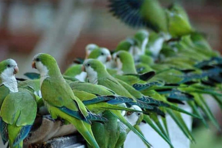 cotorras 2.jpg