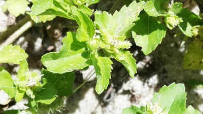 Infecciones de piel: identifican propiedades antimicrobianas en plantas de uso tradicional