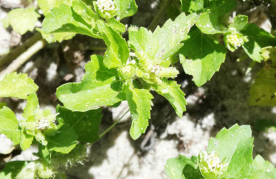 Infecciones de piel: identifican propiedades antimicrobianas en plantas de uso tradicional