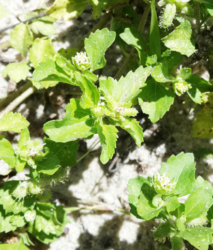 Achanthospermum-australe-(T.jpg