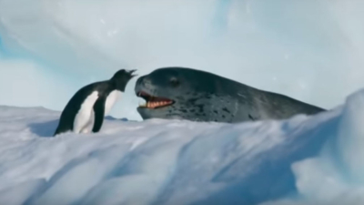 La desesperada huida de un pingüino perseguido por una foca