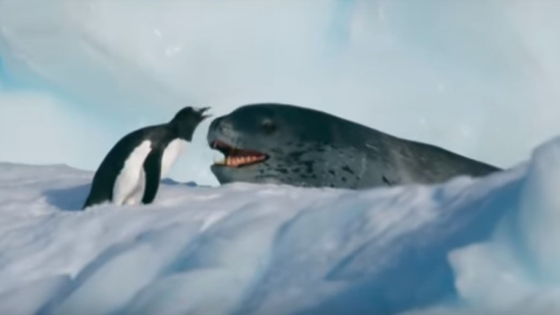 La desesperada huida de un pingüino perseguido por una foca