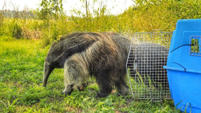 Liberaron a un oso hormiguero rescatado en El Impenetrable