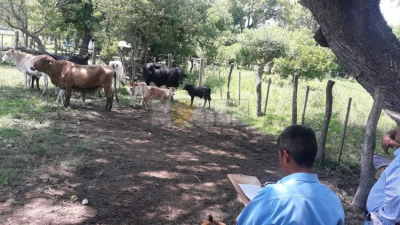 Mientras su pareja era velada, ella y los cómplices robaban el ganado